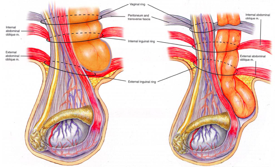 Anatomie testicule